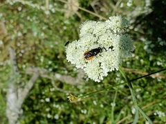 Odontomyia flavissima