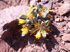 Pleiospilos compactus