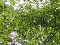 Caryocar costaricense