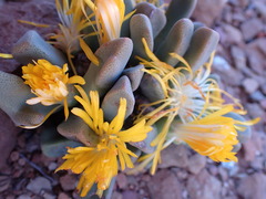 Pleiospilos compactus