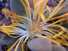 Pleiospilos compactus