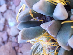 Pleiospilos compactus