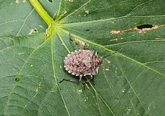 Pentatoma rufipes