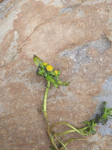 Image of Lasthenia maritima by (c) Liam Gerry, some rights reserved (CC BY)