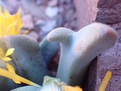 Pleiospilos compactus