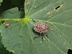 Pentatoma rufipes
