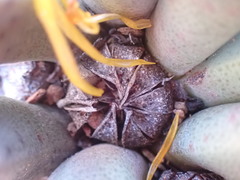 Pleiospilos compactus