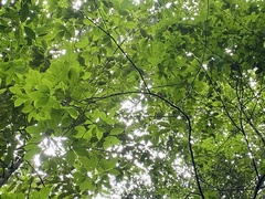 Caryocar costaricense