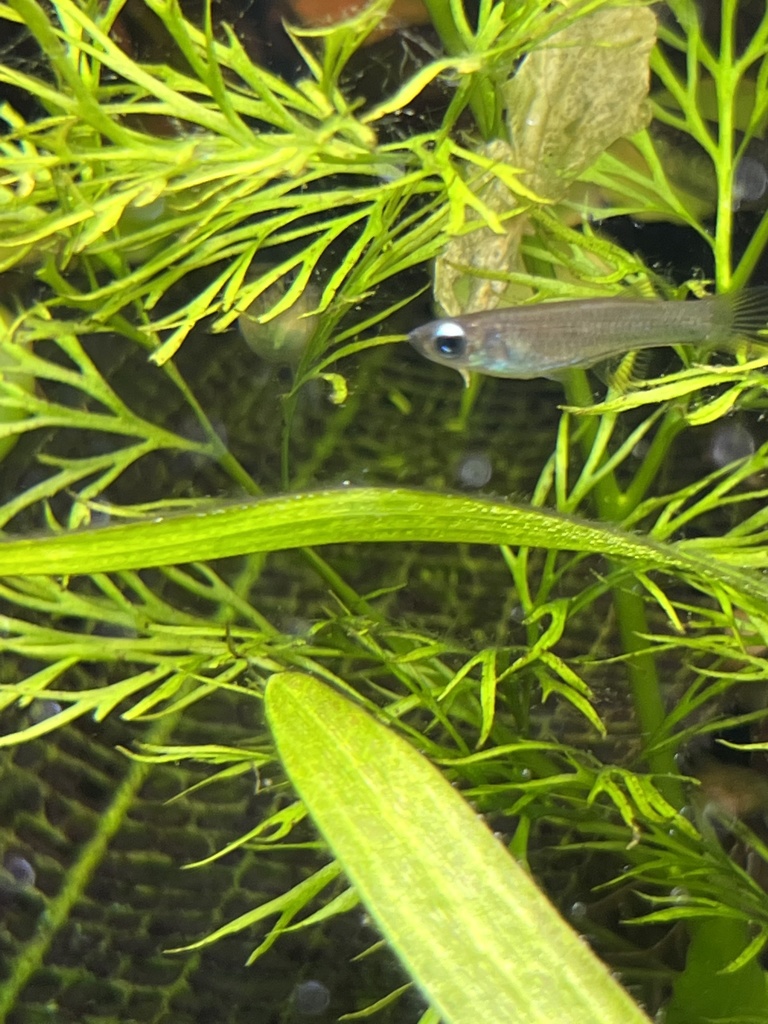 Rancurel's lampeye (Poropanchax rancureli) — Procatopodidae