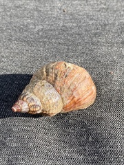 Buccinum undatum