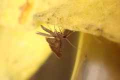 Gymnoscelis rufifasciata