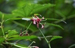 Impatiens siculifer