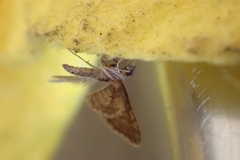 Gymnoscelis rufifasciata