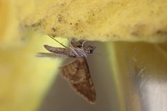 Gymnoscelis rufifasciata