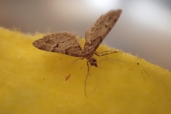 Gymnoscelis rufifasciata