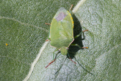 Thyanta pallidovirens