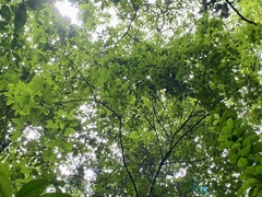 Caryocar costaricense