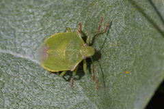 Thyanta pallidovirens