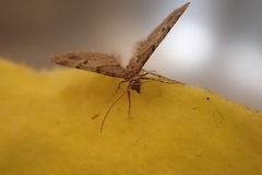 Gymnoscelis rufifasciata