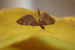 Gymnoscelis rufifasciata