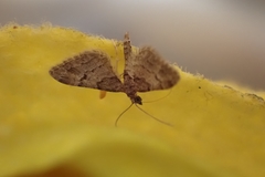 Gymnoscelis rufifasciata