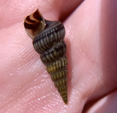 Cerithideopsis costata