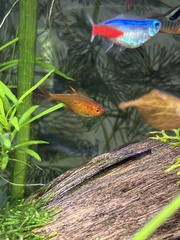 Hyphessobrycon amandae