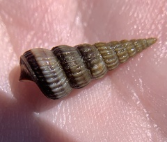 Cerithideopsis costata