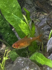 Hyphessobrycon amandae