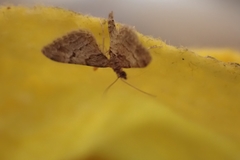 Gymnoscelis rufifasciata