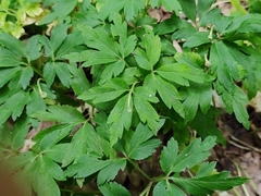 Anemonoides nemorosa