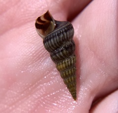 Cerithideopsis costata