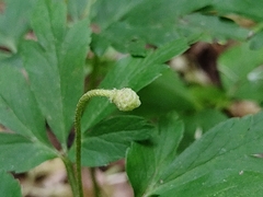 Anemonoides nemorosa