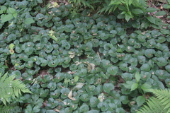 Asarum caucasicum