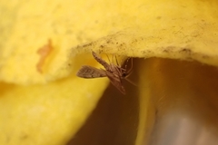 Gymnoscelis rufifasciata