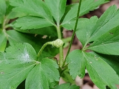 Anemonoides nemorosa