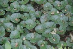 Asarum caucasicum