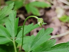 Anemonoides nemorosa