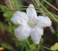 Ruellia metziae