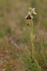 Ophrys fuciflora