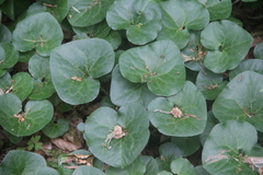 Asarum caucasicum