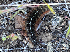 Apantesis nevadensis