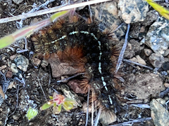 Apantesis nevadensis