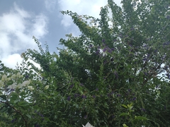 Xylocopa nautlana