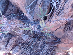 Pachypodium succulentum