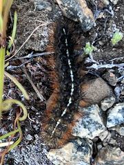 Apantesis nevadensis