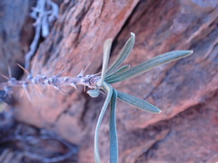 Pachypodium succulentum