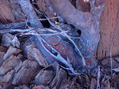 Pachypodium succulentum