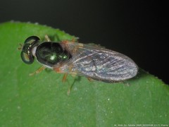 Cephalochrysa