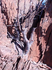 Pachypodium succulentum
